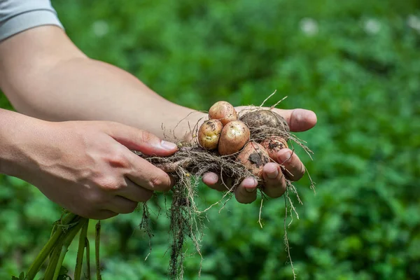 O homem é um agrônomo, ele está segurando um arbusto de batatas jovens cavadas da cama — Fotografia de Stock