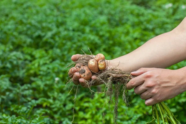 O homem é um agrônomo, ele está segurando um arbusto de batatas jovens cavadas — Fotografia de Stock