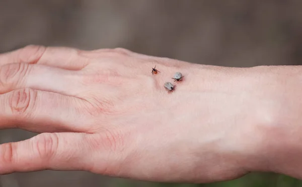 Tres garrapatas se sientan en la mano de un hombre en la naturaleza . — Foto de Stock