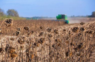 Large field of dry sunflower, in the background big harvester mowing ripe, Crop in the field on a sunny day clipart