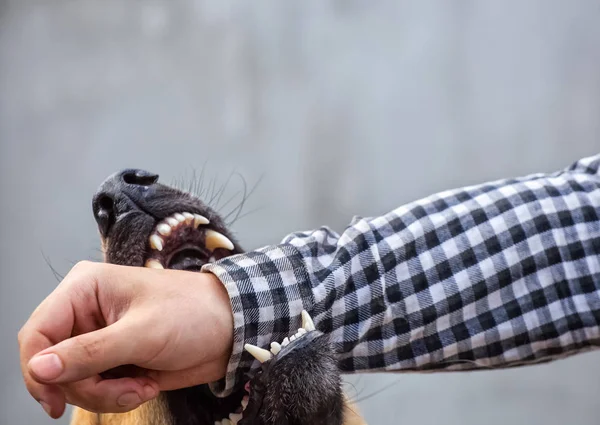 male German shepherd bites a man