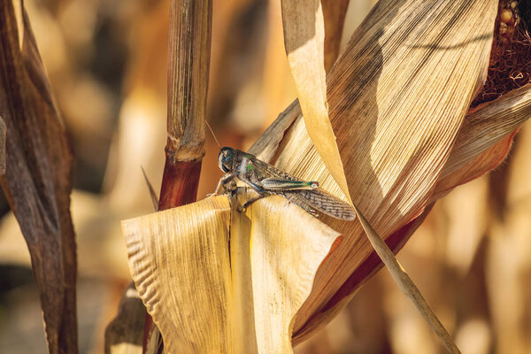 Large, gray-green specimen locust sits on a dry piece of corn in the field
