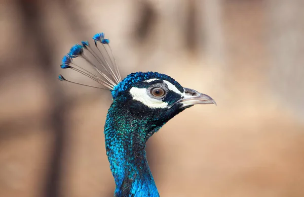 Mooie, blauwe kleur peacock wandelingen op de boerderij voor dieren — Stockfoto