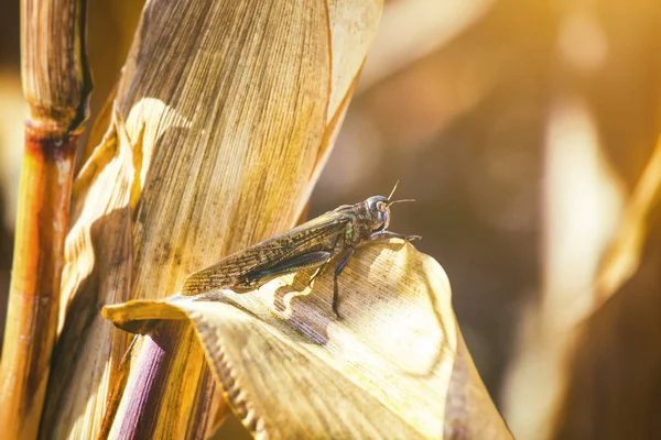 Stor, grå-grön preparatet locust sitter på en torr bit majs i fältet — Stockfoto