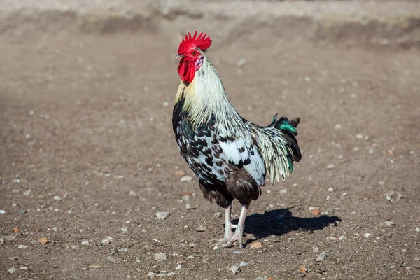 Gallo caminando por la granja —  Fotos de Stock