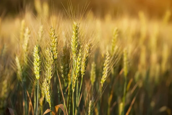 Malerisches reifes, goldbraunes Feld, gelber Weizen — Stockfoto