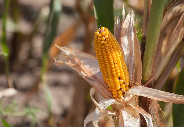 Dojrzałe żółte kolby kukurydzy cukrowej na duże pole — Zdjęcie stockowe
