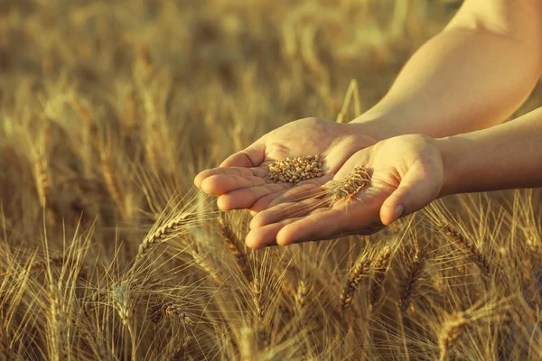 Agronomiste se tient sur un grand champ au coucher du soleil, tenant les mains aux épis de grain de blé — Photo