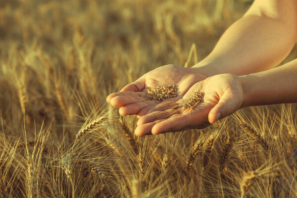 Agronomist stands on a large field at sunset, holding hands to ears of wheat grain