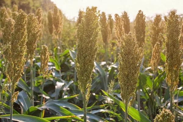 Sorgo zbożowe i pastewne krzewy roślin jednego rodzaju dojrzałe i rosną na polu — Zdjęcie stockowe