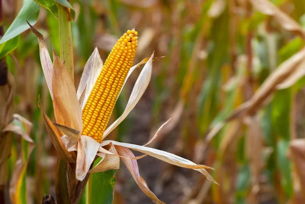 Rijp geel cob van suikermaïs op een groot veld — Stockfoto