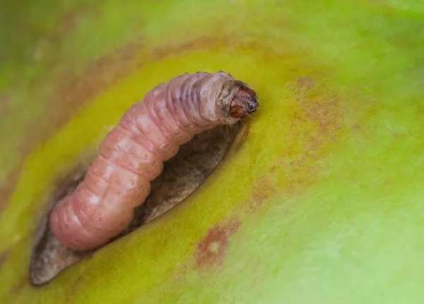 Plaga de oruga Polilla de la manzana gatea — Foto de Stock