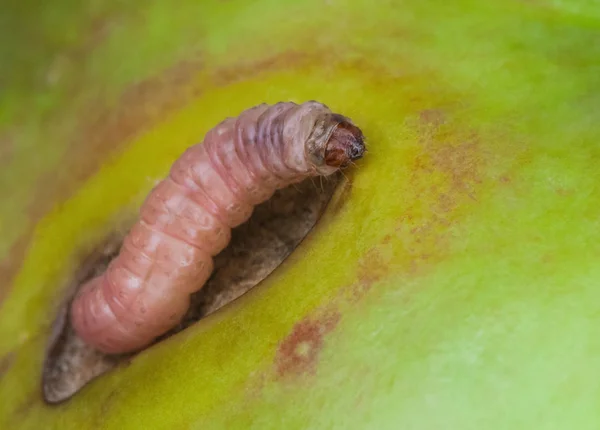 Ulat hama ngengat Codling merangkak — Stok Foto