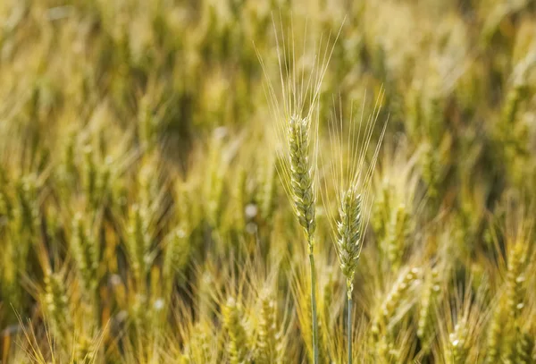 Malerisch Reifes Goldbraunes Feld Gelber Weizen Bei Sonnenuntergang Getreideernte Sommer — Stockfoto