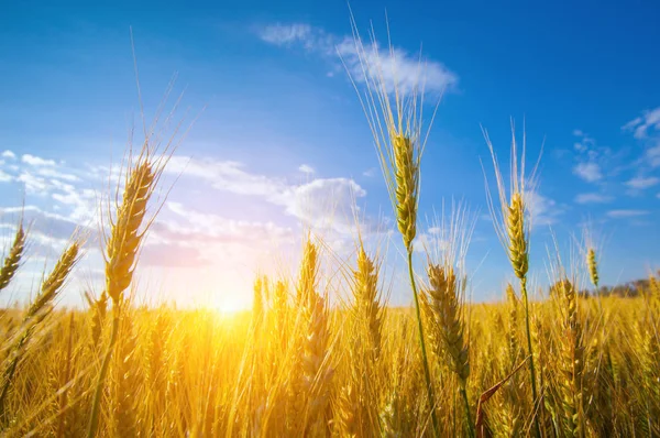 Malerisch Reifes Goldbraunes Feld Gelber Weizen Bei Sonnenuntergang Getreideernte Sommer — Stockfoto