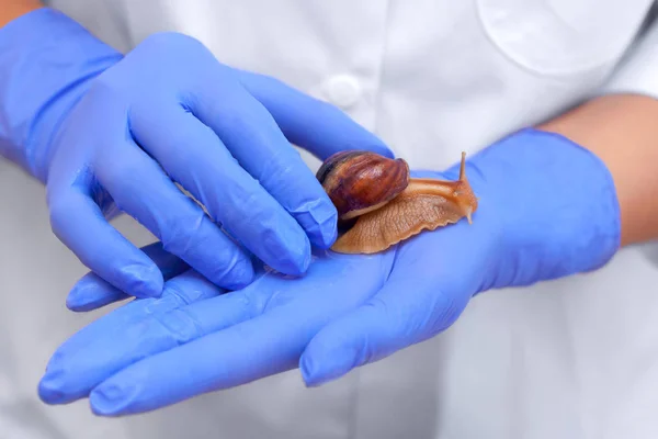 Cosmetological Procedure Snail Ahaatin Hand Beautician Close — Stock Photo, Image