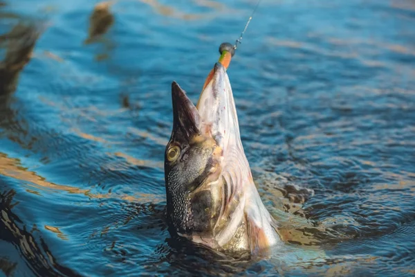 Lucio Pescado Atrapado Gancho Estanque Agua Dulce — Foto de Stock