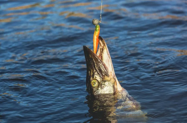 Fish Zander Atrapado Gancho Estanque Agua Dulce — Foto de Stock