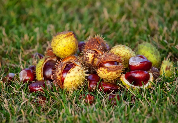 Caiu Das Árvores Castanhas Descascadas Casca Deitado Chão Outono Outubro — Fotografia de Stock