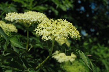 Tomurcukları siyah yaşlı ağaç