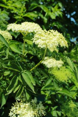 Siyah yaşlı çiçek