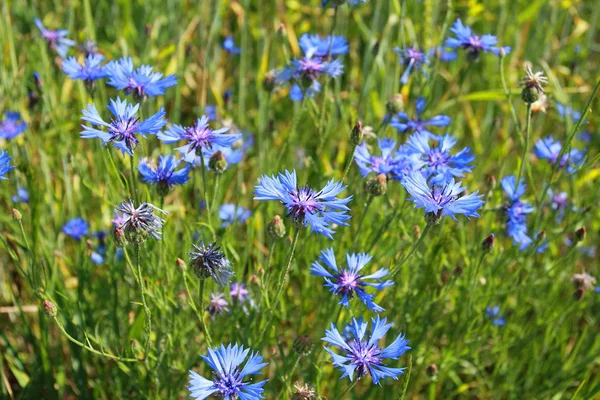 Wild korenbloemen in een veld — Stockfoto