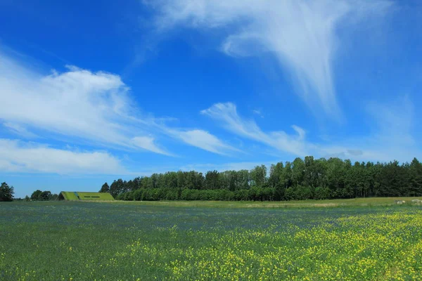 Veld met gewassen in het zomerseizoen — Stockfoto