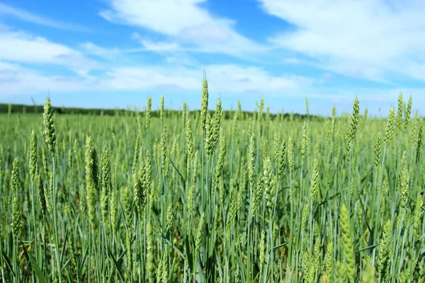 Campo con cultivos de trigo — Foto de Stock