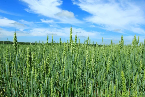 Cultivos de trigo en verano — Foto de Stock