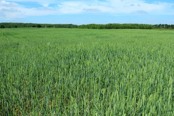 Поле з пшеницею влітку — стокове фото
