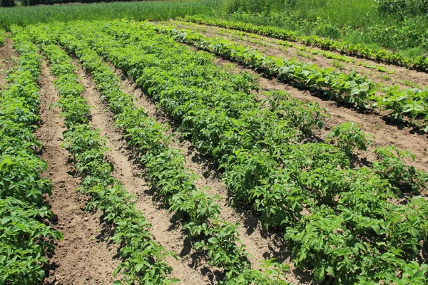 Campo con cultivos de patata —  Fotos de Stock