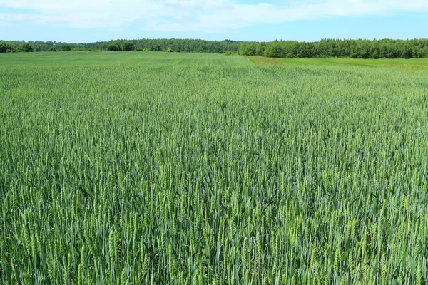 Campo com culturas de trigo — Fotografia de Stock