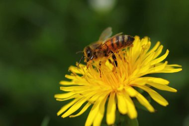 Bal arısı karahindiba çiçeği üzerinde nektar toplama
