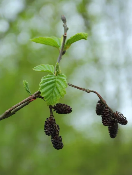 Alnus Glutinosa Amieiro Comum Amieiro Preto Amieiro Europeu Apenas Amieiro — Fotografia de Stock