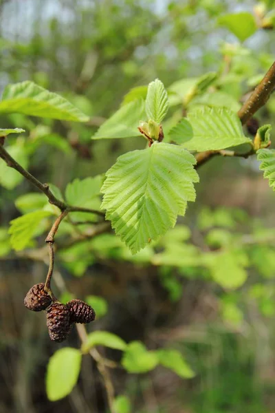 Primer Plano Rama Floreciente Alnus Glutinosa Aliso Común Aliso Negro — Foto de Stock