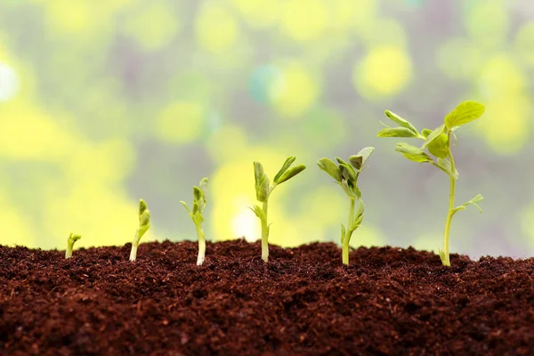 Sequência Crescimento Uma Nova Planta — Fotografia de Stock