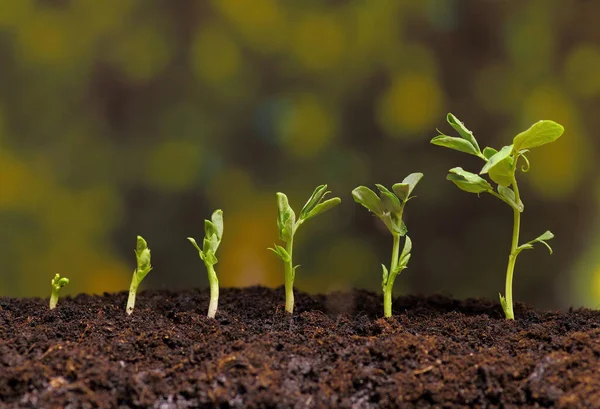 Steps Growing New Seeds Pea — Stock Photo, Image