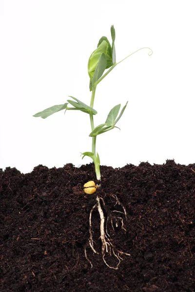 Green Sweet Pea Sprout Growing Soil — Stock Photo, Image