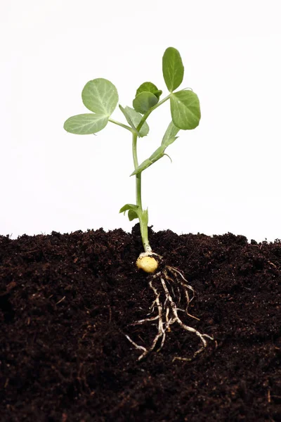 Toprakta filizlenen bezelye filizleri.