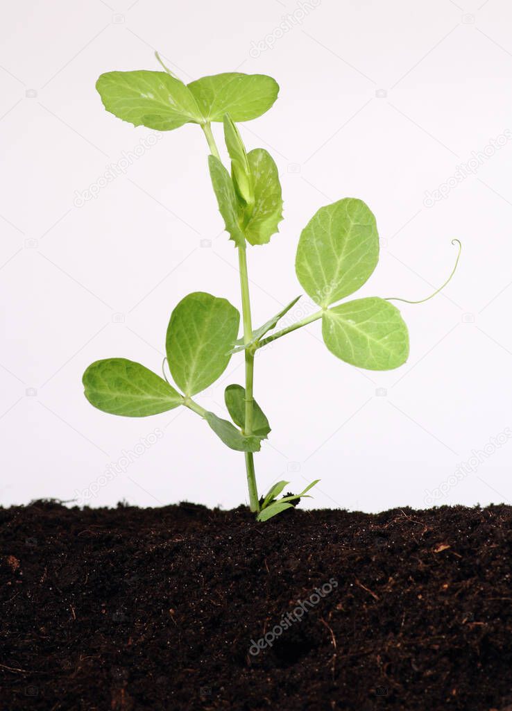 Pea plant growing in soil