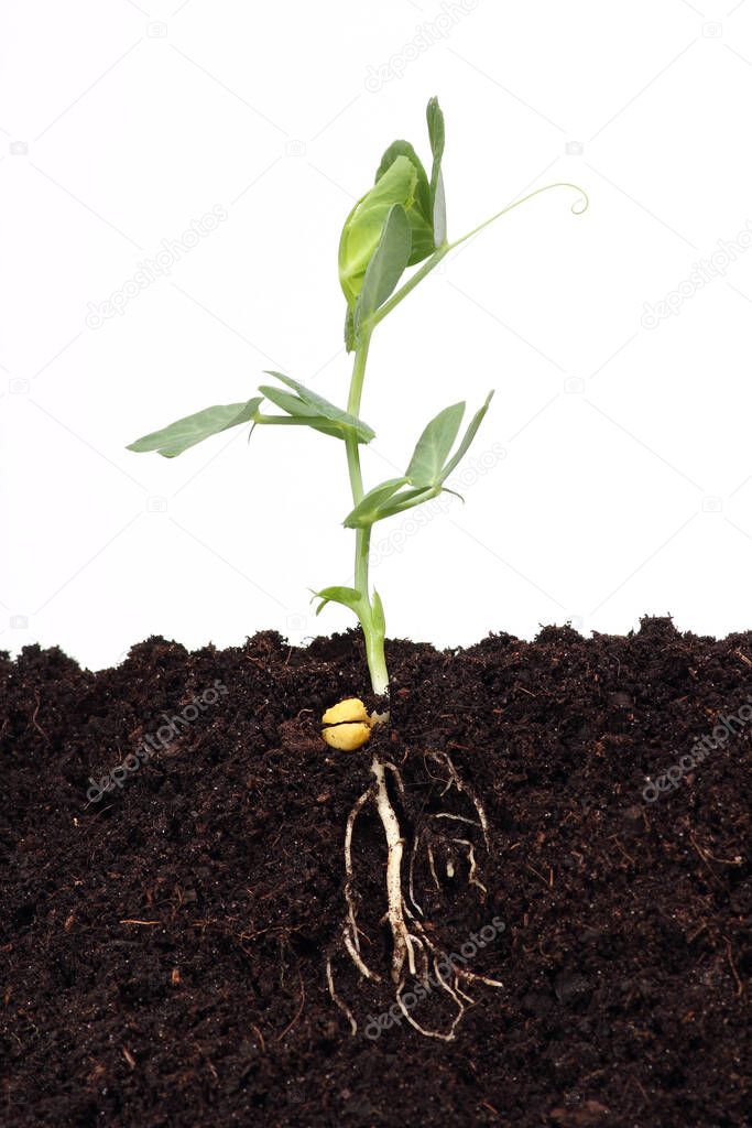 Green sweet pea sprout growing in soil
