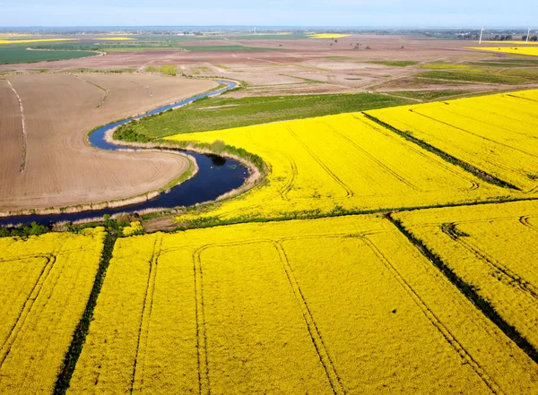 Fields Yellow Rape Growing Spring Zulawy Wislane Poland — Stock Photo, Image