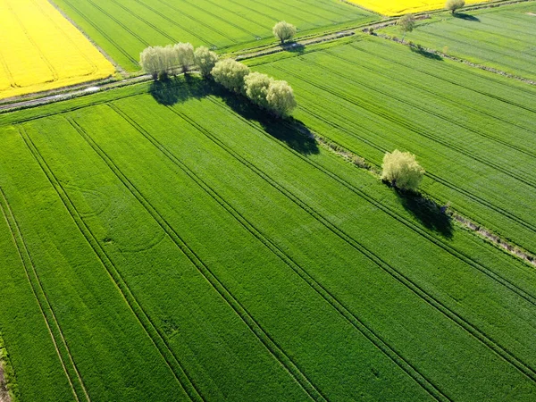 Grüne Felder Zulawy Wislane Polen — Stockfoto