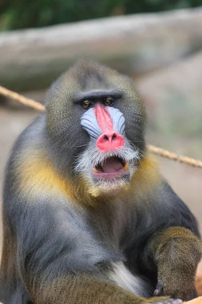 カラフルな男性のマント ヒヒ — ストック写真