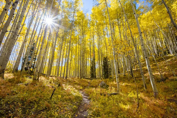 Sunburst na podzim prostřednictvím Aspen grove podél Kebler průsmyk — Stock fotografie