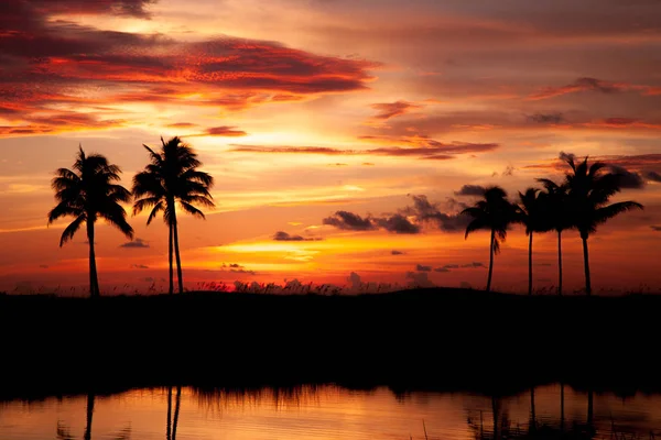 Tropical Sunset with Palm Trees — Stock Photo, Image