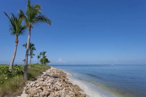 Palmen entlang der Captiva, Florida — Stockfoto