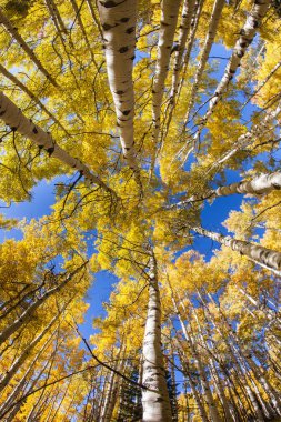 Vertical Aspen Grove in Autumn  clipart