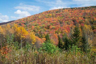 Batı Virginia dağlarda sonbahar yaprakları