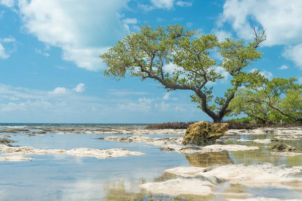 Tropische Küste mit Baum — Stockfoto